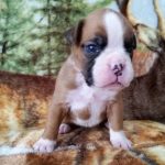 Boxer Puppy Named Nala