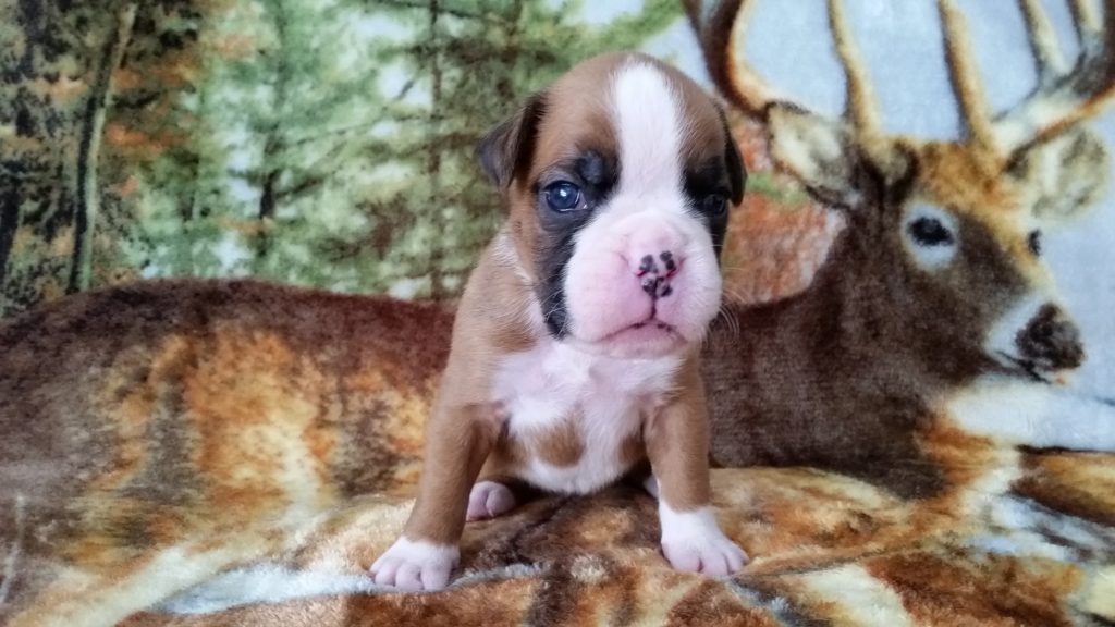 Boxer Puppy Named Nala