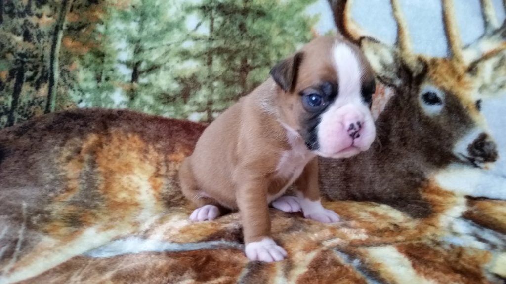 Boxer Puppy Named Nala