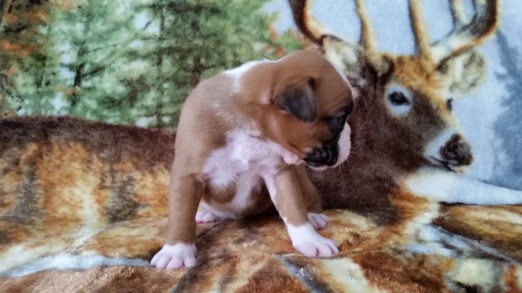 Boxer Puppy Named Nala
