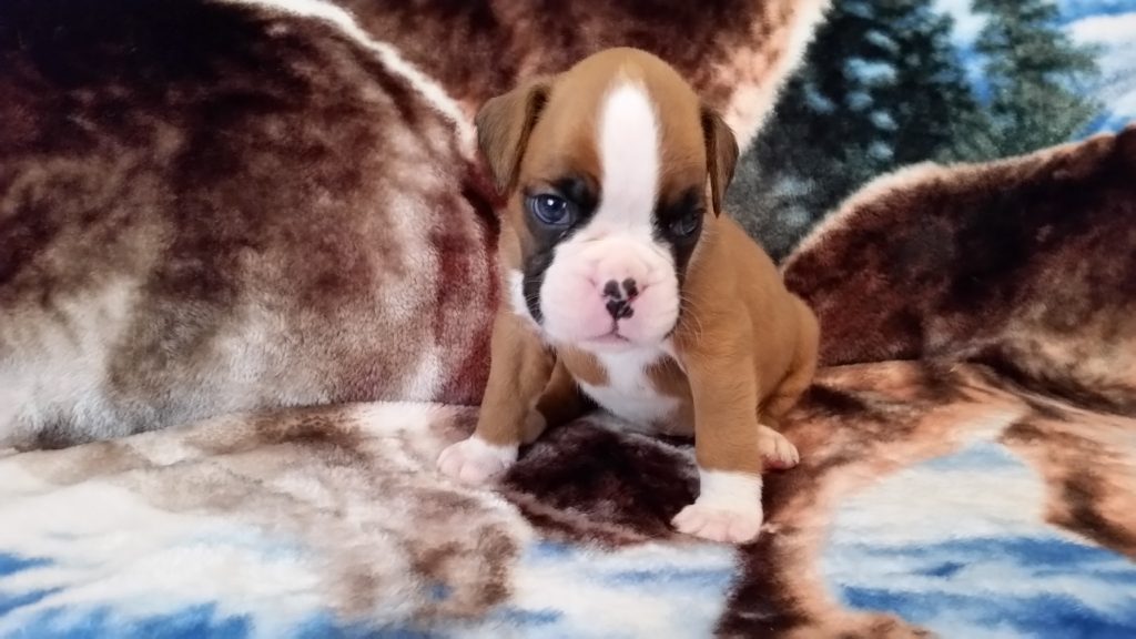 Boxer Puppy Named Nala