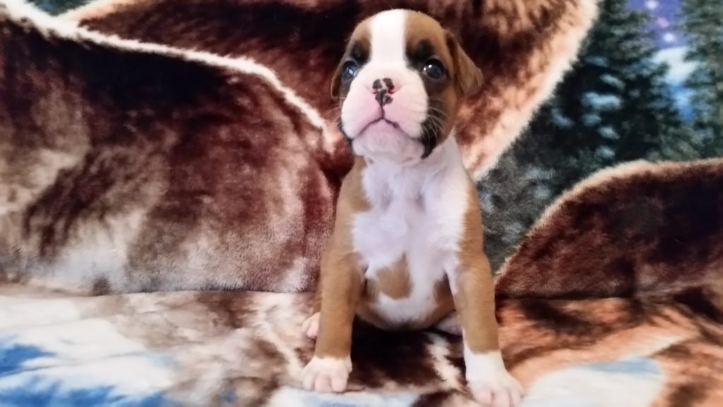 Boxer Puppy Named Nala