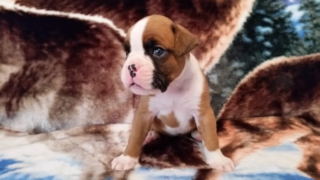 Boxer Puppy Named Nala