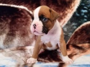 Boxer Puppy Named Nala