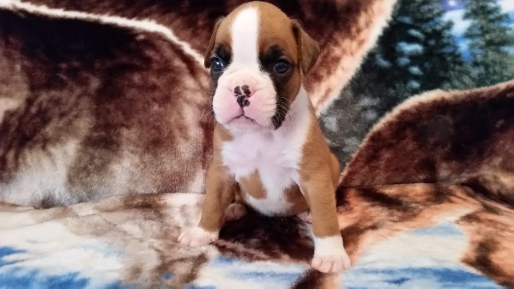 Boxer Puppy Named Nala