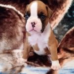 Boxer Puppy Named Nala