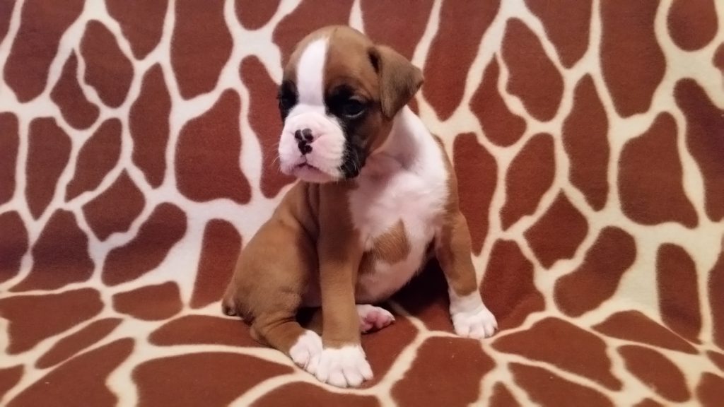 Boxer Puppy Named Nala