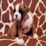 Boxer Puppy Named Nala