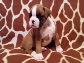 Boxer Puppy Named Nala