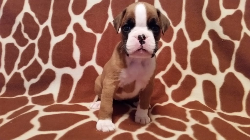 Boxer Puppy Named Nala
