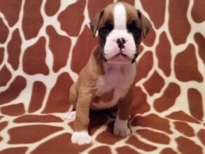 Boxer Puppy Named Nala