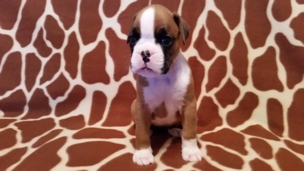 Boxer Puppy Named Nala