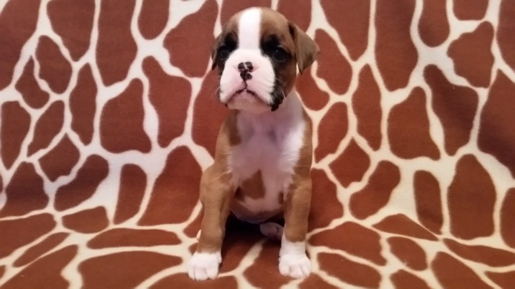 Boxer Puppy Named Nala