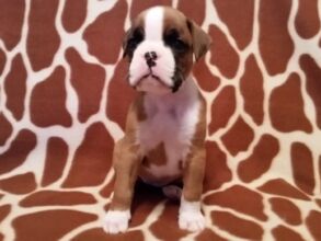 Boxer Puppy Named Nala