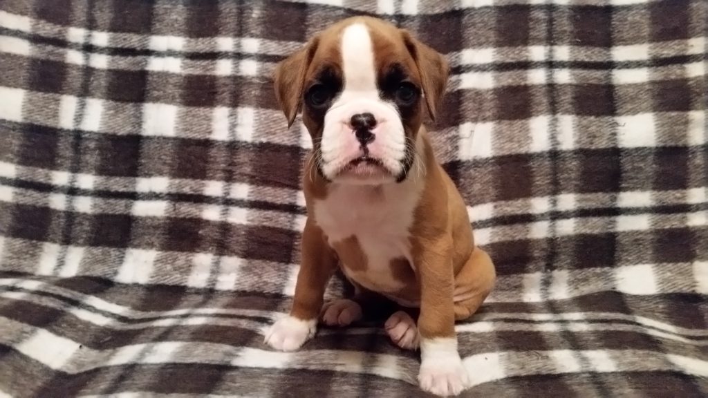 Boxer Puppy Named Nala