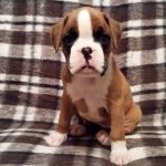 Boxer Puppy Named Nala
