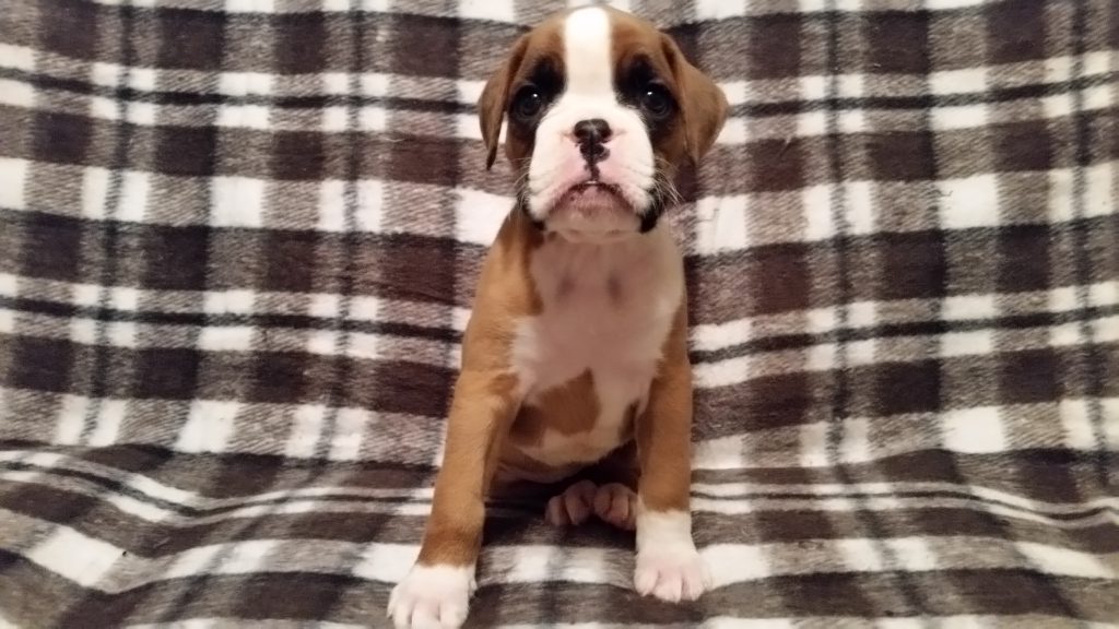 Boxer Puppy Named Nala