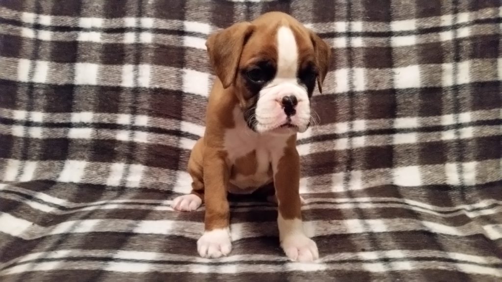 Boxer Puppy Named Nala