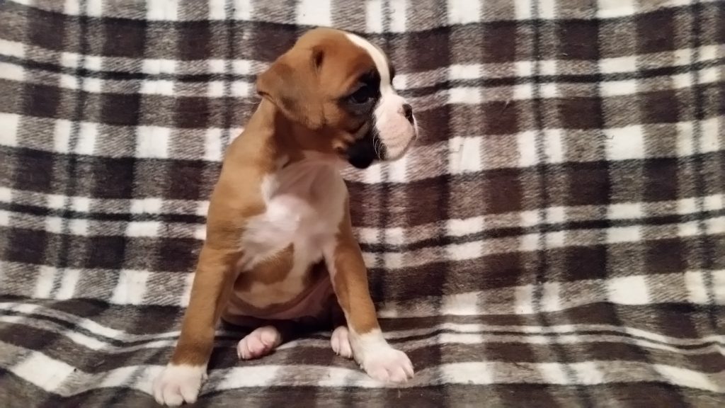 Boxer Puppy Named Nala