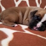 Boxer Puppy Named Trekker
