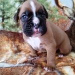 Boxer Puppy Named Trekker