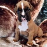 Boxer Puppy Named Trekker
