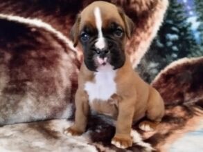 Boxer Puppy Named Trekker