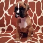Boxer Puppy Named Trekker