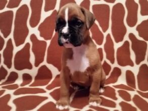 Boxer Puppy Named Trekker