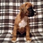 Boxer Puppy Named Trekker