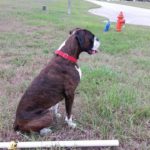 Boxer Dog Named Diesel