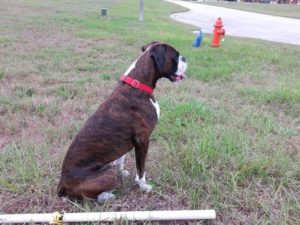 Boxer Dog Named Diesel