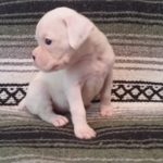 Aleka the Boxer Dog