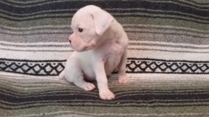 Aleka the Boxer Dog