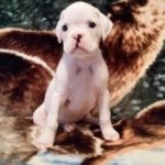 Aleka the Boxer Dog