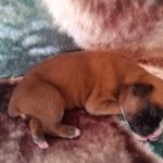 Boxer Puppy Named Deacon