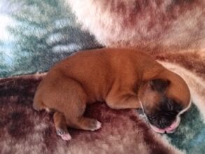 Boxer Puppy Named Deacon