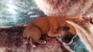 Boxer Puppy Named Deacon