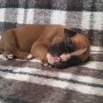 Boxer Puppy Named Deacon