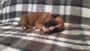 Boxer Puppy Named Deacon