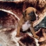 Boxer Puppy Named Deacon