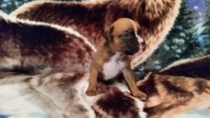 Boxer Puppy Named Deacon