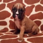 Boxer Puppy Named Deacon