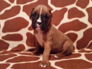 Boxer Puppy Named Deacon