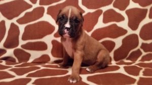 Boxer Puppy Named Deacon
