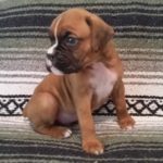 Boxer Puppy Named Deacon