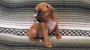 Boxer Puppy Named Deacon