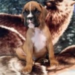 Boxer Puppy Named Deacon
