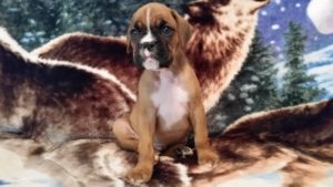 Boxer Puppy Named Deacon