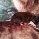 Boxer Puppy Named Diesel
